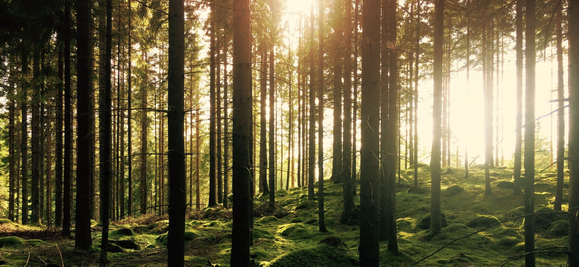 Wald beim Waldfisch